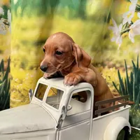 Coming to KC March 15, a male Dachshund and Miniature Dachshund for sale in Kansas City, KS – Photo 1 of 6