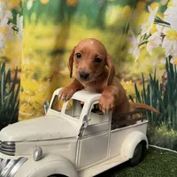 Coming to KC March 15, a male Dachshund and Miniature Dachshund for sale in Kansas City, KS – Photo 3 of 6