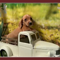 Coming to KC March 15, a male Dachshund and Miniature Dachshund for sale in Kansas City, KS – Photo 5 of 6