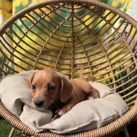Coming to KC March 15, a male Dachshund and Miniature Dachshund for sale in Kansas City, KS – Photo 6 of 6