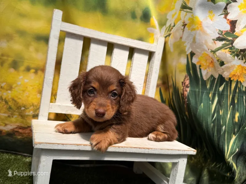 Heidi – Miniature Dachshund puppy for sale in Kansas City, KS