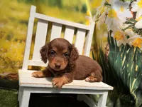 Heidi, a female Miniature Dachshund for sale in Kansas City, KS – 1 of 3