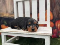 Lizzy, a female Miniature Dachshund for sale in Russellville, AR – 1 of 3