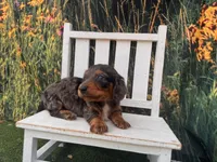 Alphie, a male Miniature Dachshund for sale in Russellville, AR – 3 of 7