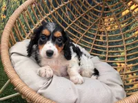 Molly, a female Miniature Dachshund for sale in Bella Vista, AR – 3 of 4