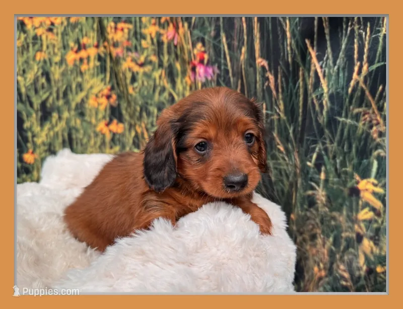 Boz – Miniature Dachshund puppy for sale in Harrisonville, MO