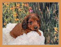 Boz, a male Miniature Dachshund for sale in Harrisonville, MO – 1 of 4