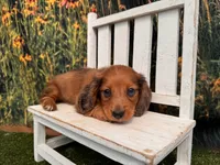 Barney, a male Miniature Dachshund for sale in Harrisonville, MO – 4 of 5