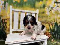 Frankie, a female Miniature Dachshund for sale in Kansas City, KS – 3 of 3