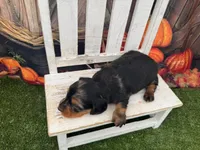 Lizzy, a female Miniature Dachshund for sale in Russellville, AR – 3 of 3