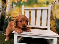 Lucy, a female Miniature Dachshund for sale in Kansas City, KS – 2 of 3