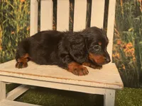 Grace , a female Miniature Dachshund for sale in Kansas City, KS – 3 of 4