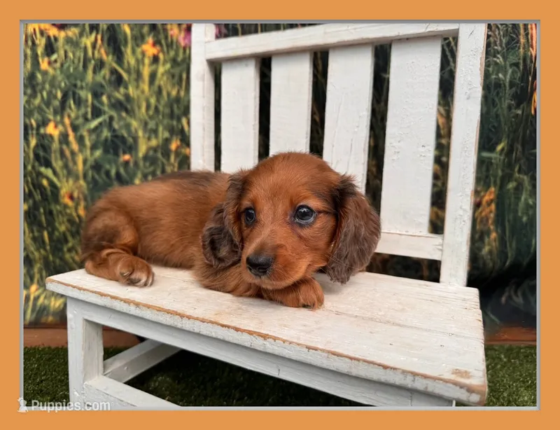 Barney – Miniature Dachshund puppy for sale in Harrisonville, MO