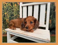 Barney, a male Miniature Dachshund for sale in Harrisonville, MO – 1 of 5