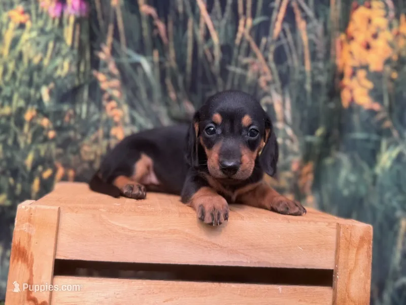 Luna – Miniature Dachshund puppy for sale in New York, NY