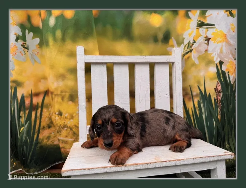 Dillon – Dachshund, Miniature Dachshund puppy for sale in Little Rock, AR
