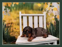 Dillon, a male Dachshund and Miniature Dachshund for sale in Little Rock, AR – 1 of 5