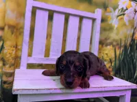 Dillon, a male Dachshund and Miniature Dachshund for sale in Russellville, AR – Photo 3 of 4