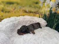 Dillon, a female Dachshund and Miniature Dachshund for sale in Bella Vista, AR – Photo 5 of 5