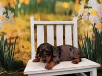 Dillon, a male Dachshund and Miniature Dachshund for sale in Little Rock, AR – 5 of 5