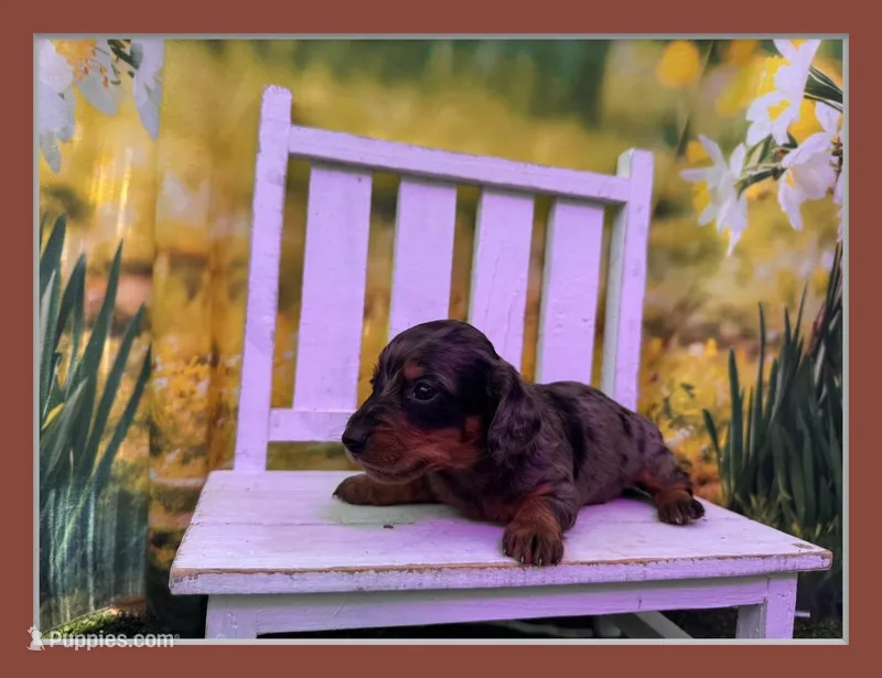 Dillon – Dachshund, Miniature Dachshund puppy for sale in Russellville, AR