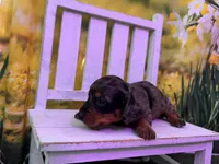 Dillon, a male Dachshund and Miniature Dachshund for sale in Russellville, AR – Photo 2 of 4