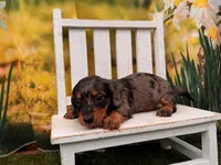 Dillon, a male Dachshund and Miniature Dachshund for sale in Little Rock, AR – 3 of 5