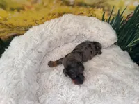 Dillon, a female Dachshund and Miniature Dachshund for sale in Bella Vista, AR – Photo 2 of 5