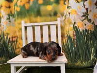 Dillon, a male Dachshund and Miniature Dachshund for sale in Little Rock, AR – 2 of 5