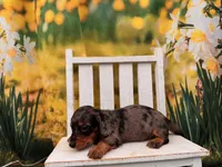 Dillon, a male Dachshund and Miniature Dachshund for sale in Little Rock, AR – 4 of 5