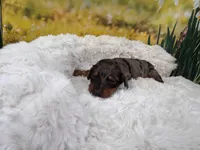 Dillon, a female Dachshund and Miniature Dachshund for sale in Bella Vista, AR – Photo 4 of 5