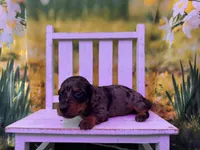 Dillon, a male Dachshund and Miniature Dachshund for sale in Russellville, AR – Photo 4 of 4