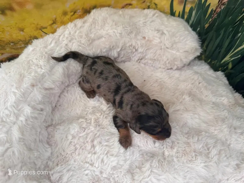 Dillon – Dachshund, Miniature Dachshund puppy for sale in Bella Vista, AR