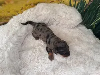 Dillon, a female Dachshund and Miniature Dachshund for sale in Bella Vista, AR – Photo 1 of 5