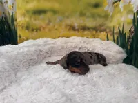 Dillon, a female Dachshund and Miniature Dachshund for sale in Bella Vista, AR – Photo 3 of 5