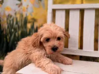 Maggie, a female Maltipoo for sale in Harrisonville, MO – 2 of 5