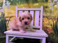 Maggie, a female Maltipoo for sale in Russellville, AR – Photo 1 of 4