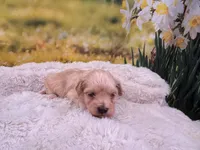 Maggie, a female Maltipoo for sale in Bella Vista, AR – Photo 3 of 3