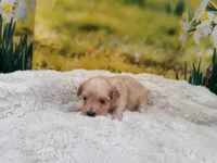 Maggie, a female Maltipoo for sale in Bella Vista, AR – Photo 2 of 3