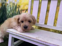 Maggie, a female Maltipoo for sale in Russellville, AR – Photo 4 of 4