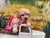 Maggie, a female Maltipoo for sale in Harrisonville, MO – 5 of 5