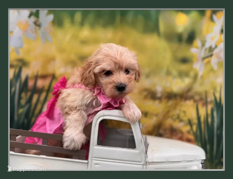 Maggie – Maltipoo puppy for sale in Kansas City, MO