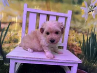 Maggie, a female Maltipoo for sale in Russellville, AR – Photo 3 of 4