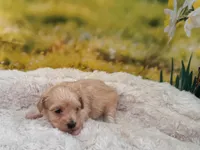 Maggie, a female Maltipoo for sale in Bella Vista, AR – Photo 1 of 3
