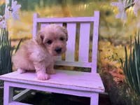 Maggie, a female Maltipoo for sale in Russellville, AR – Photo 2 of 4