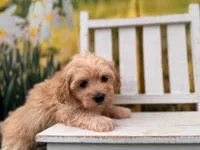 Maggie, a female Maltipoo for sale in Harrisonville, MO – 3 of 5