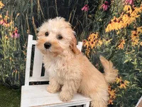 Petey, a male Maltipoo for sale in Bella Vista, AR – 2 of 4