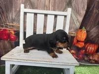 Jacky, a male Miniature Dachshund for sale in Russellville, AR – 4 of 4