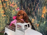 Lizzy , a female Miniature Dachshund for sale in Russellville, AR – 2 of 8