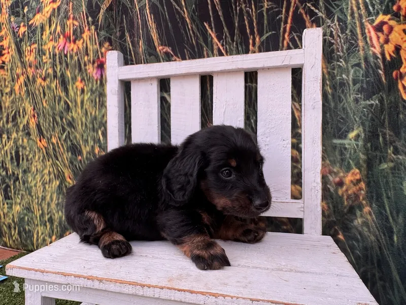 Hank – Miniature Dachshund puppy for sale in Russellville, AR